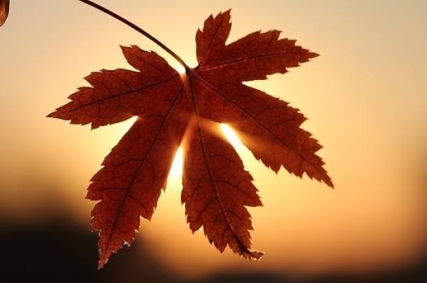 leaf.jpg